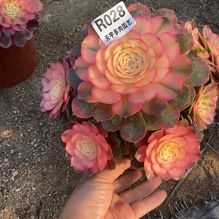 多肉植物荔枝028多肉