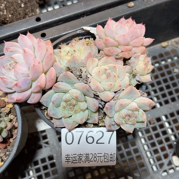 幸运的是我还没遇到过