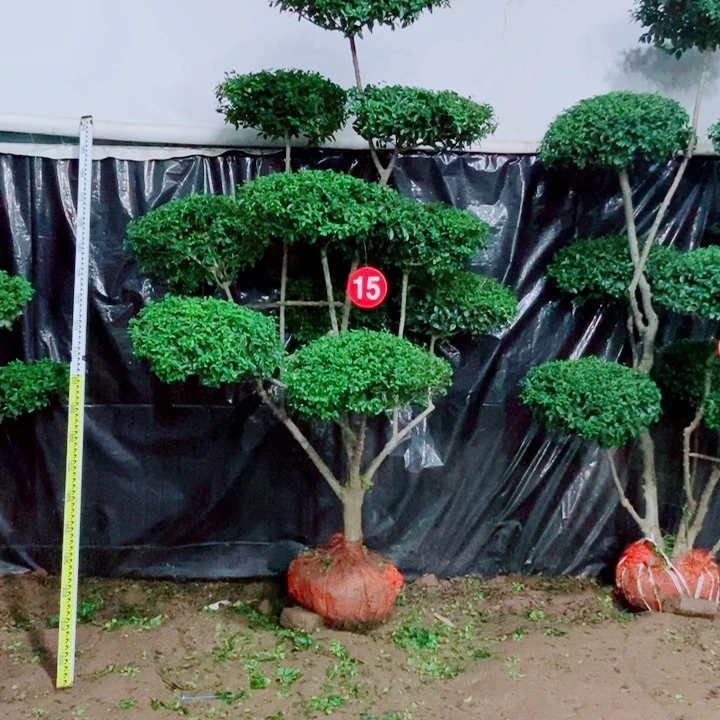 不开花植物一物一图一物一拍