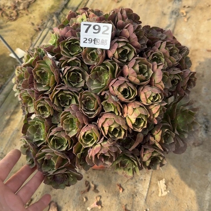 万拉丝……多肉植物……