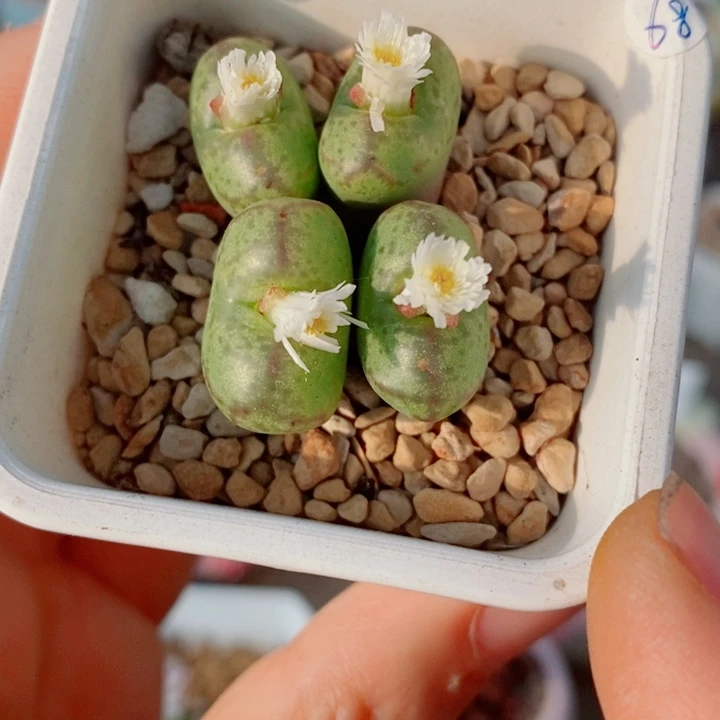 生石花花花花花花花204