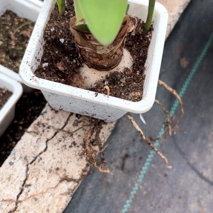 无花朵孔***毛紫蝶包对版原盆原土