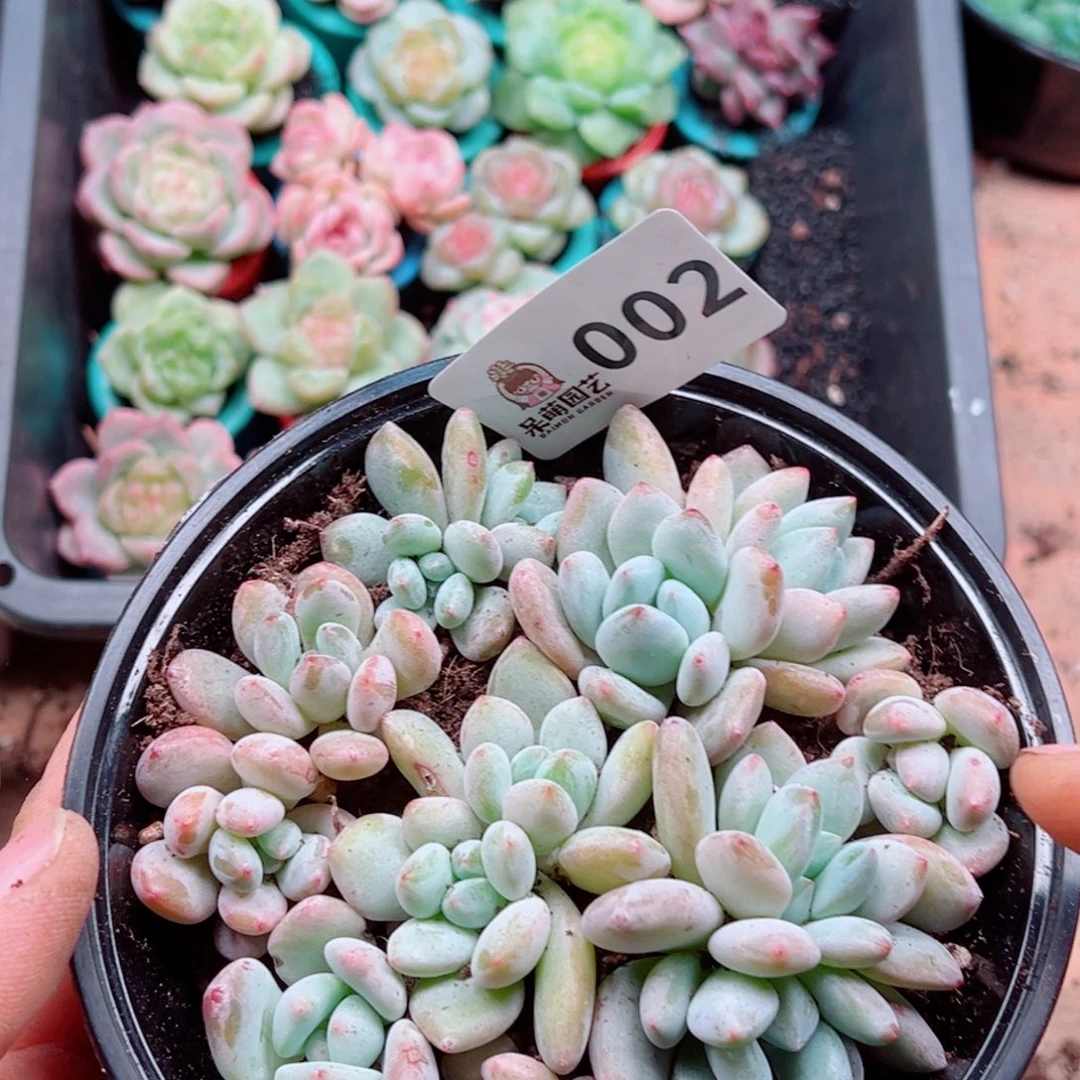 多肉植物多肉植物