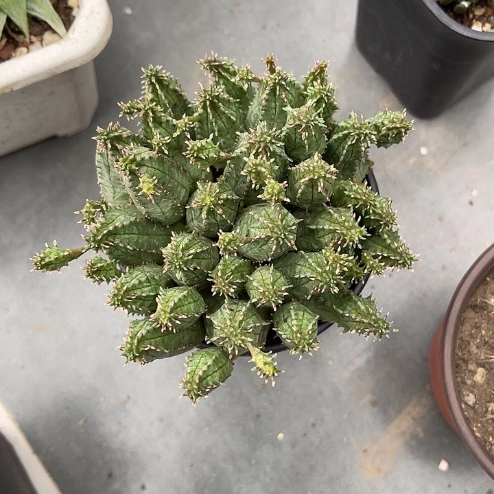 子吹布纹球大群一物一拍