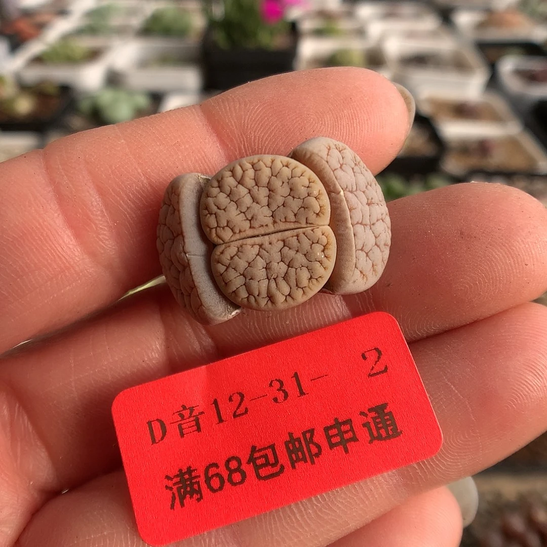 12-31-2  荒玉一颗