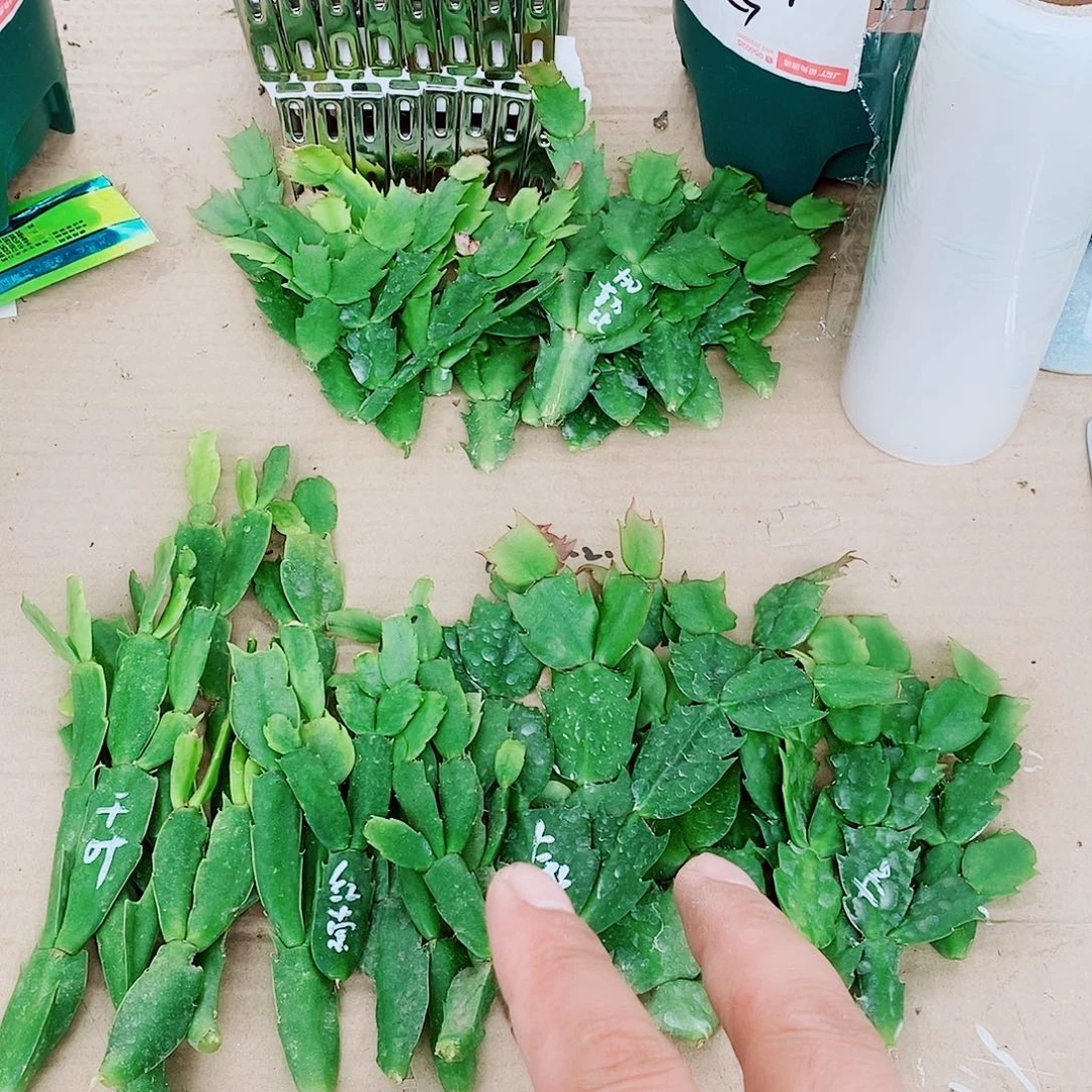 幸***笑无花朵叶片福利一物一拍