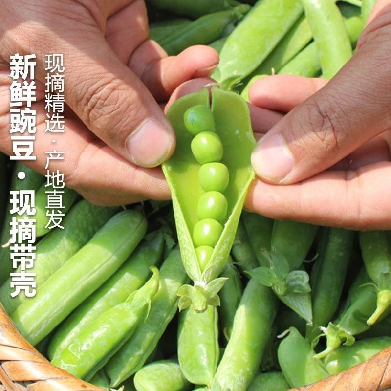 水果豌豆新鲜摘豌豆荚带壳青豆甜脆应季新鲜蔬菜