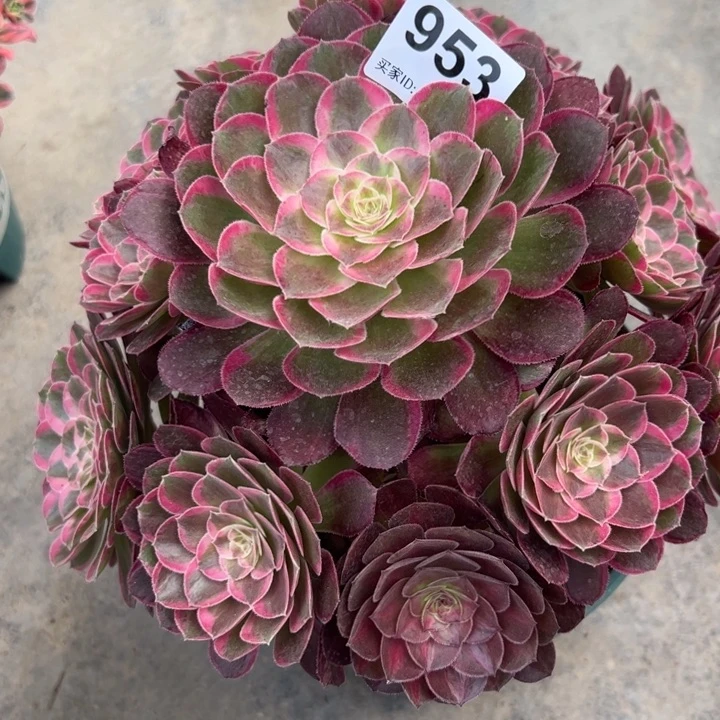 花***蓉953孔雀翎25厘米左右半木质