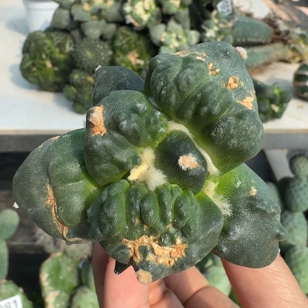 【闪购商品】无花朵汇**浦栗源怒涛337