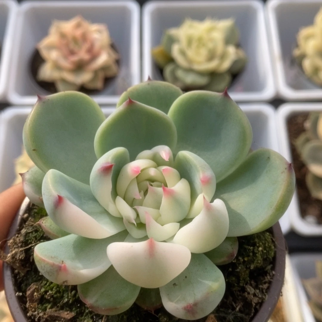 071锦锦锦锦锦锦锦锦