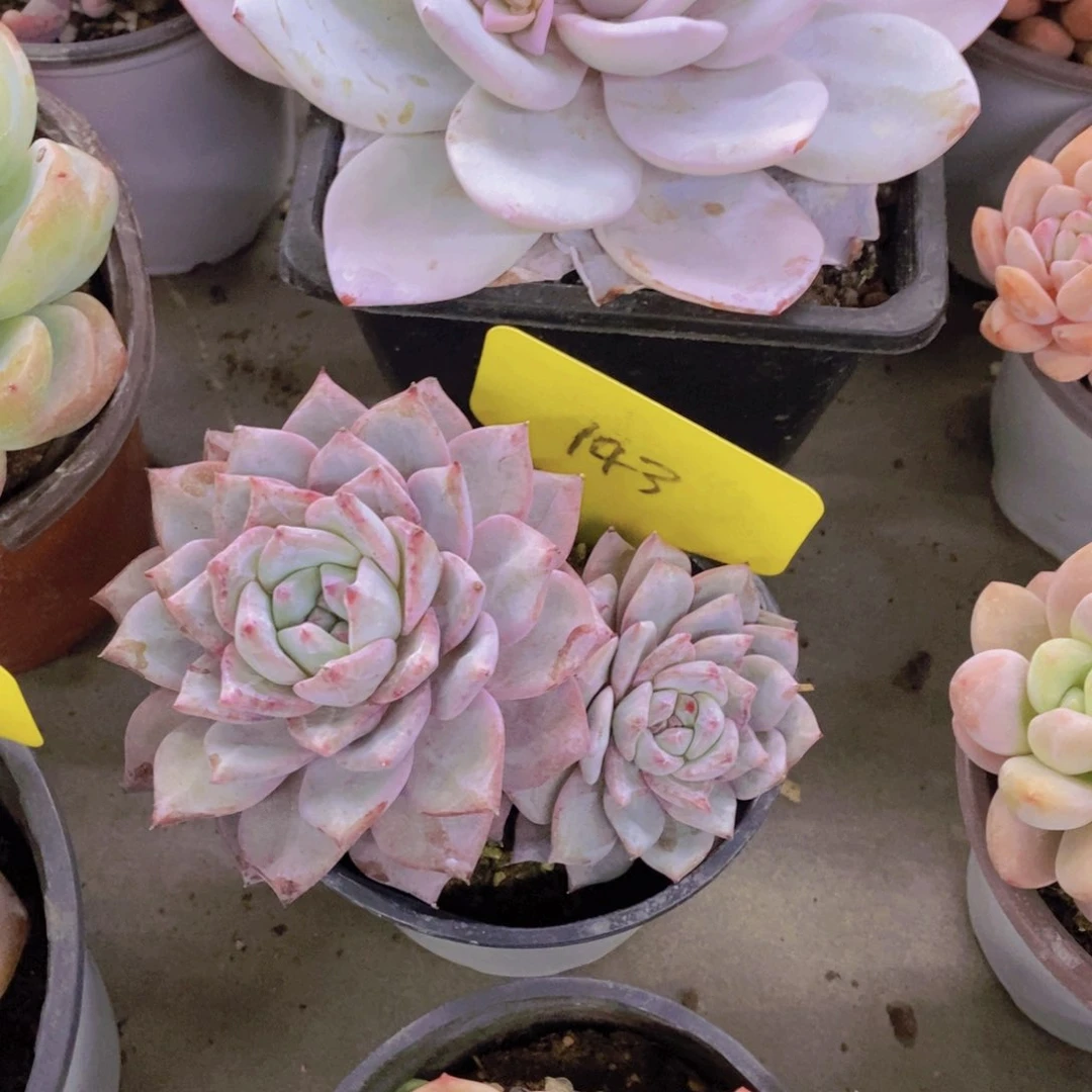 ?****?开心多肉植物多肉