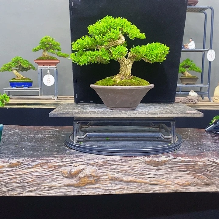 无花朵黄杨盆景四季常青不落叶