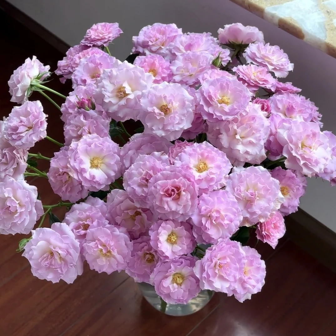 【锦海玫瑰】云斗幻梦 拍满三单及以上包顺空鲜切花10支家具插花