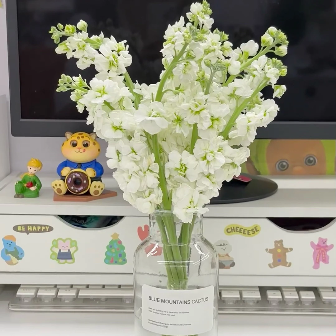 特价【白色紫罗兰5枝】品枝鲜花 全场任意满两单鲜花顺丰包邮