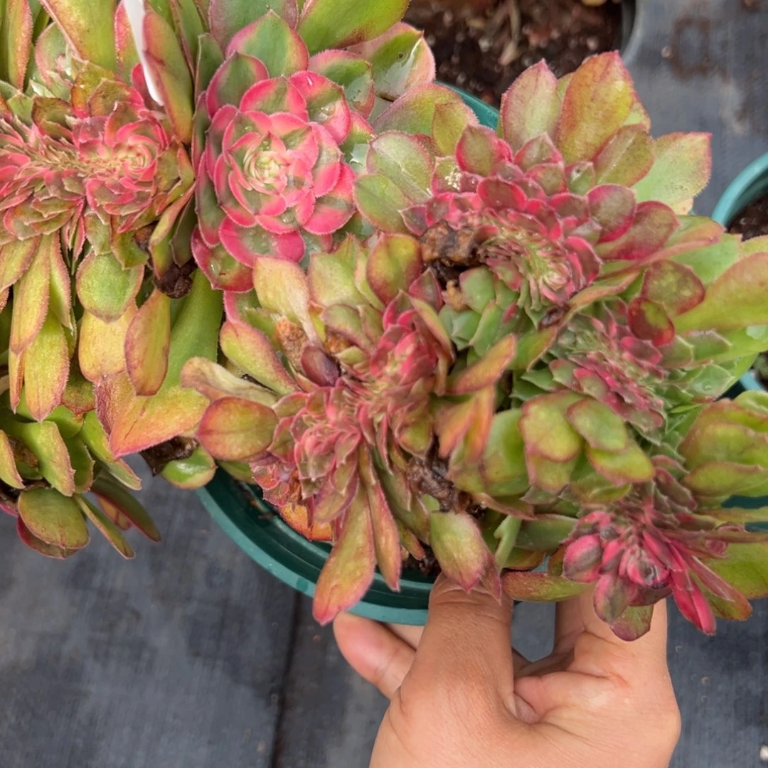 18荔枝缀多肉嘻嘻嘻