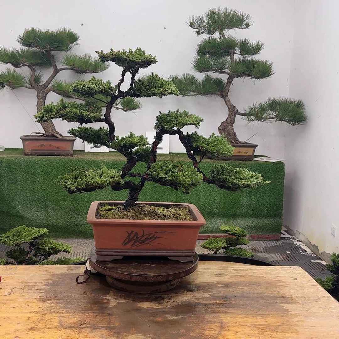 m**o盆景盆景盆景盆景