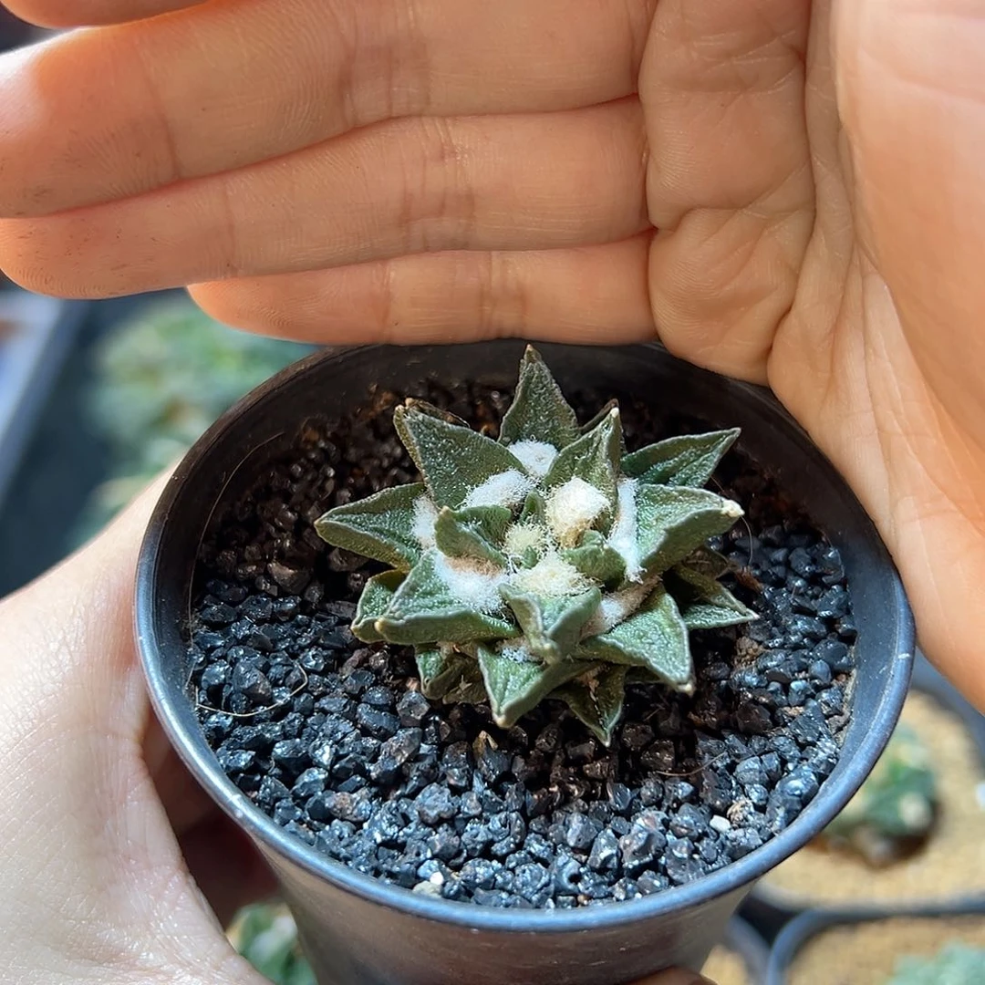 自根龙角牡丹4公分