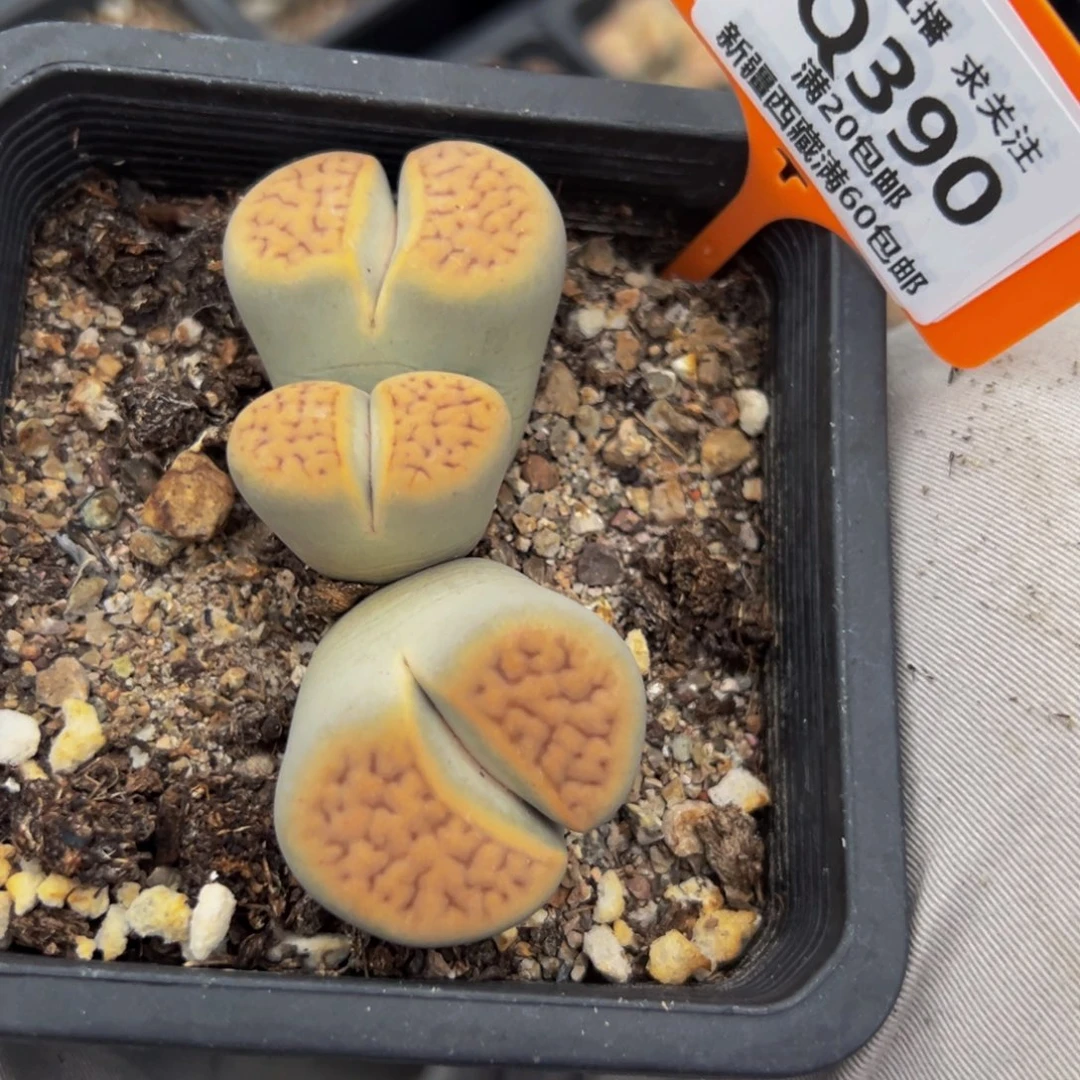 390 一物一拍，默认有伤，介意勿拍，不退不换