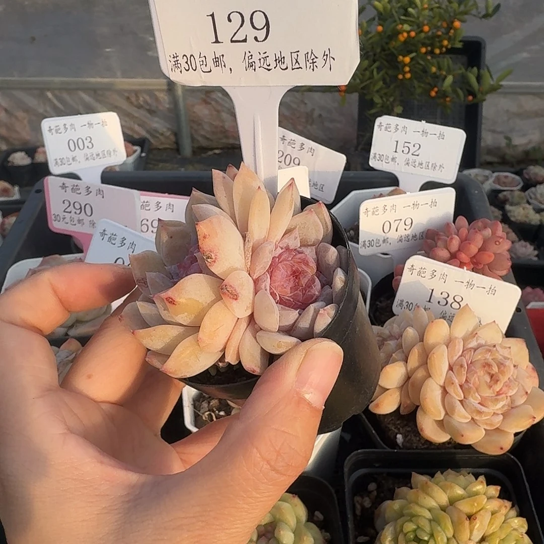 129 多肉脱土 群生不包整 30元包邮除偏远