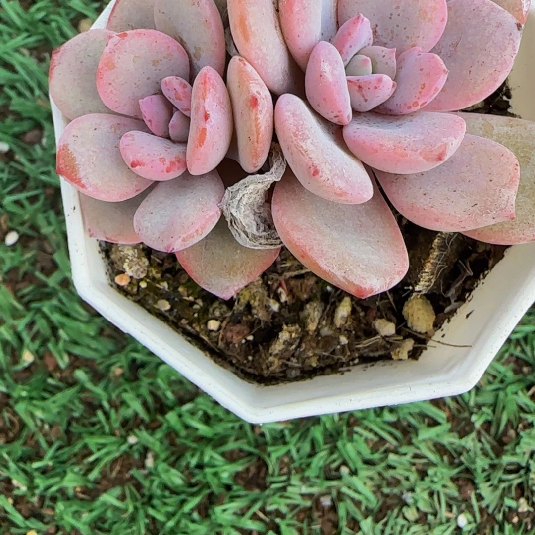五***_五月双头奶茶特价1颗