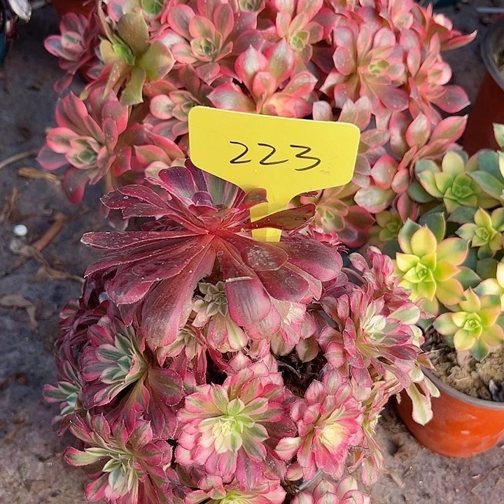 223一颗红同超白法师