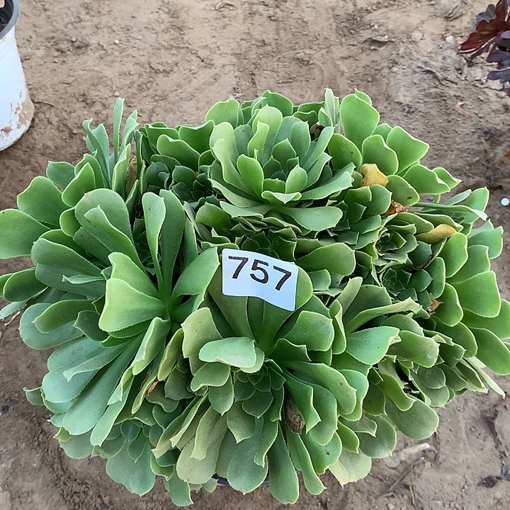 无花朵757绿杨蓉中