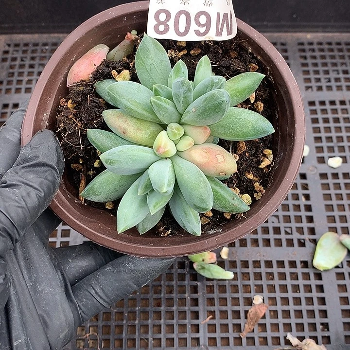 重楼锦自然群 多肉植物 9.25 号左右发