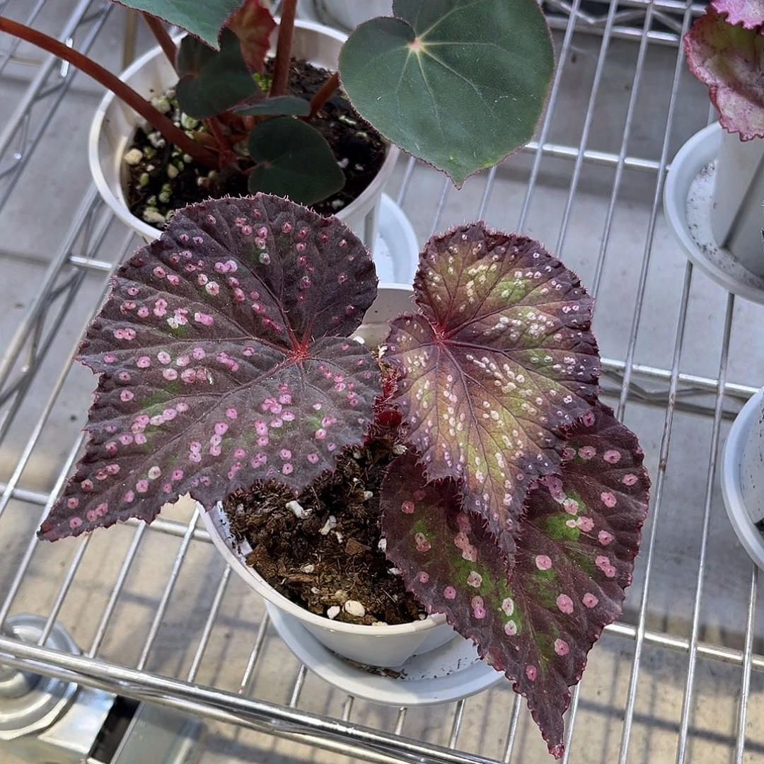 完全开放24号秋海棠