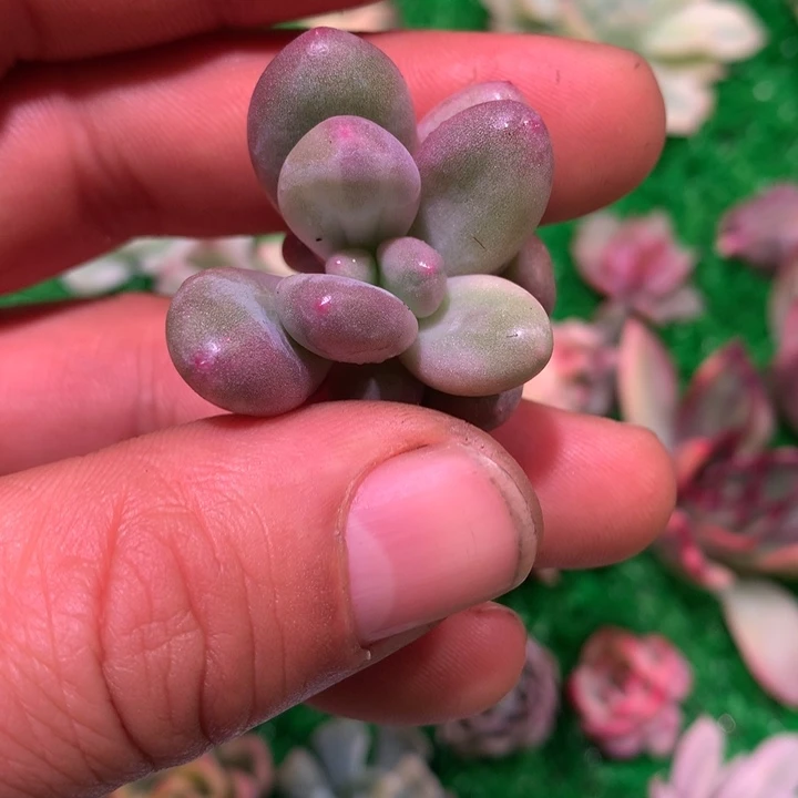 专拍链接，蛋黄奶锦