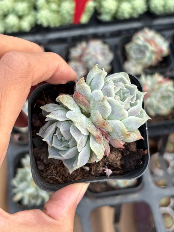 满9.9米包邮桃熏多肉