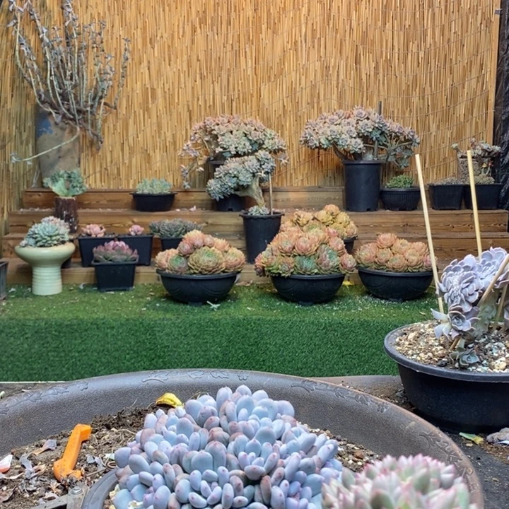 浅***柔187号香香雪多肉植物