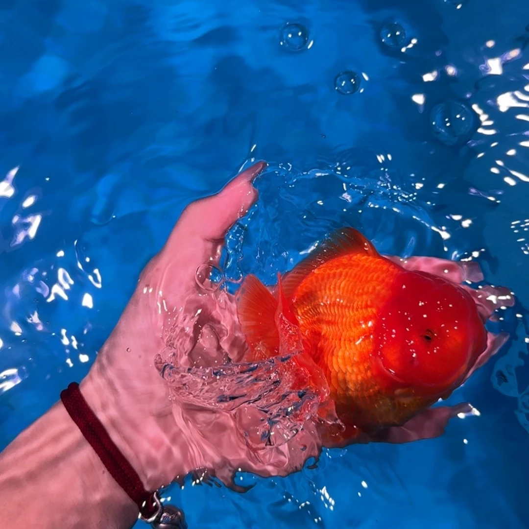 金鱼亚成红白短尾将军狮子