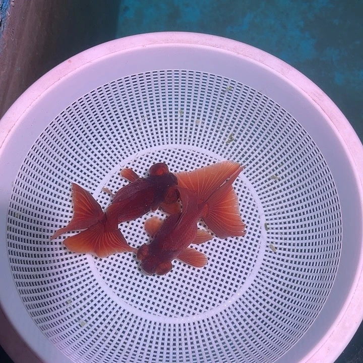 金鱼老**一11111111111111