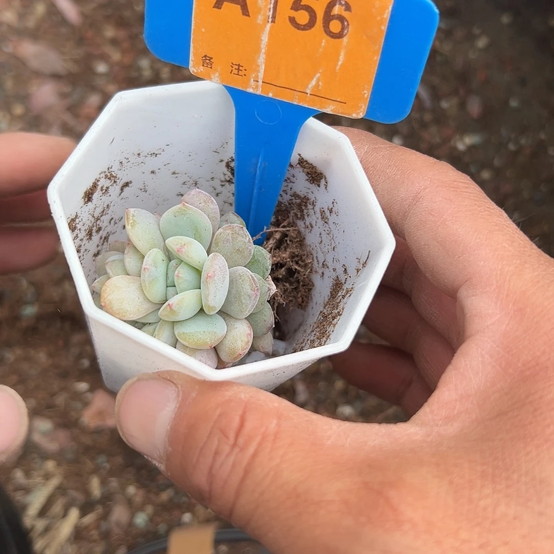 啾***米多肉植物一物一拍