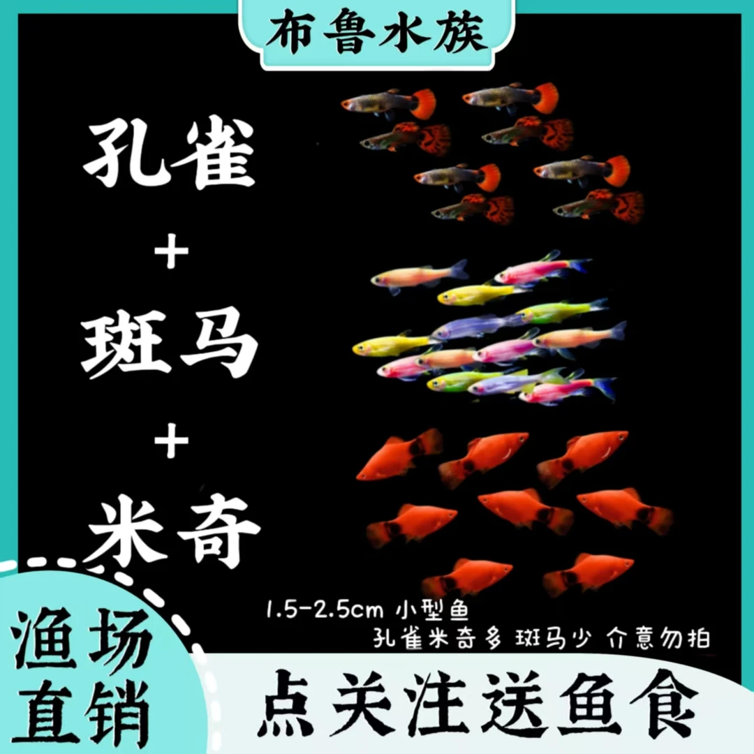 新孔雀鱼+斑马鱼+米奇鱼组合小型热带淡水观赏鱼好养耐活适合新手