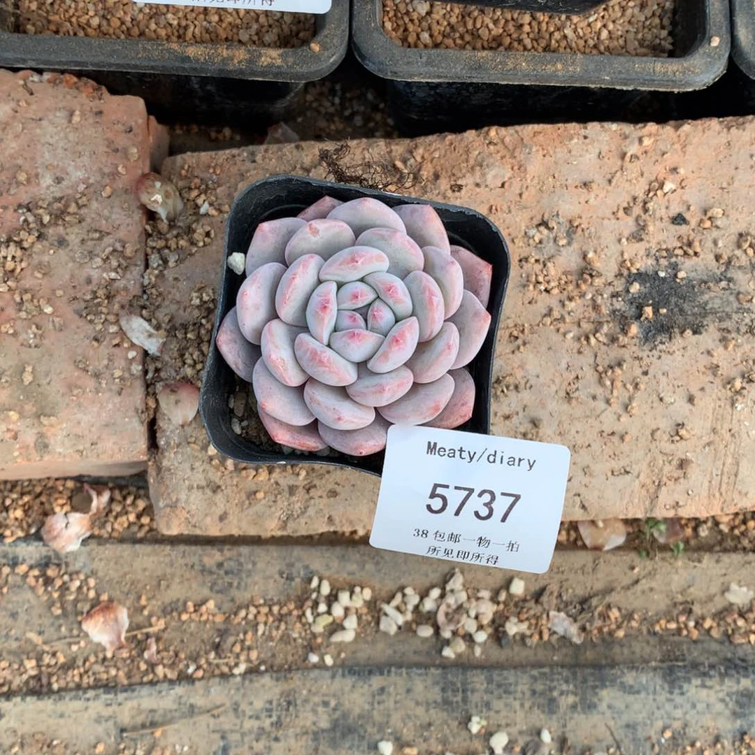 芝**糕5737橙子5厘米脱土发
