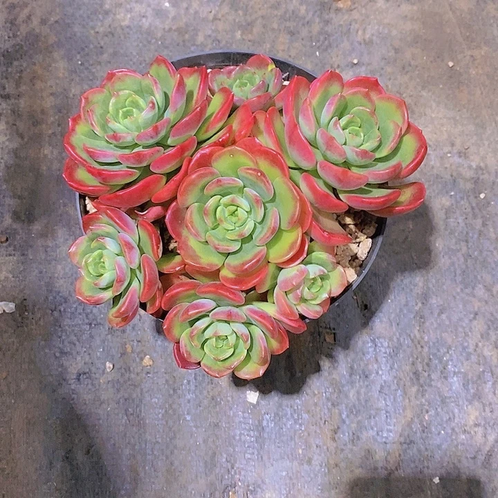 宋***…多肉植物多肉植物