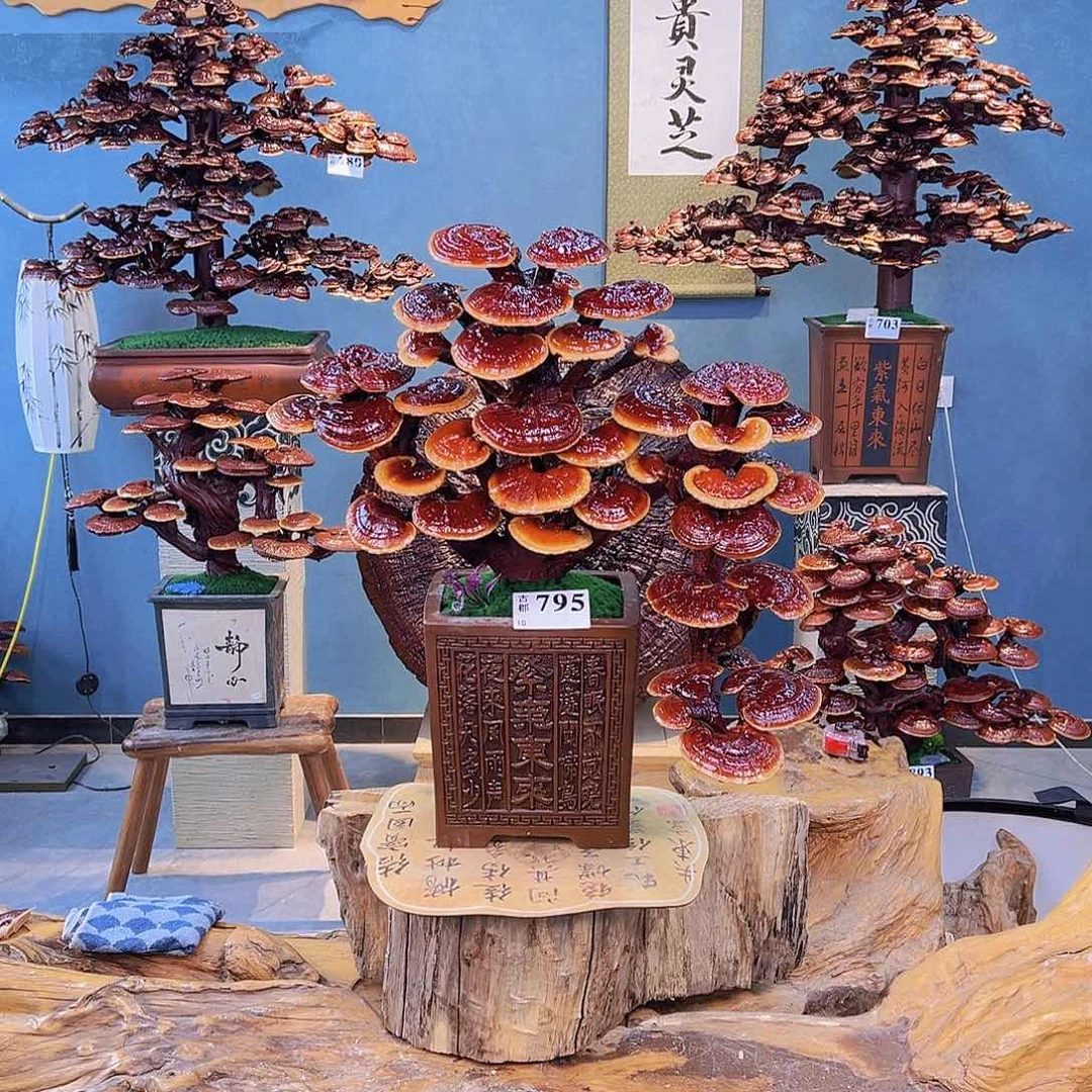 无花朵8668888888888