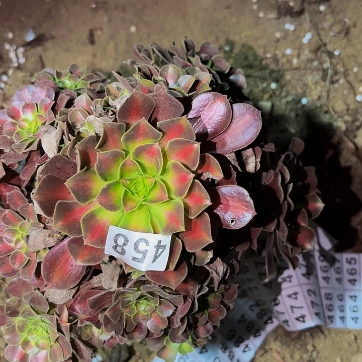 458花纳多肉植物不售后