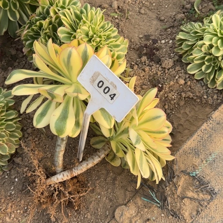 小*?004燕姿多肉植物