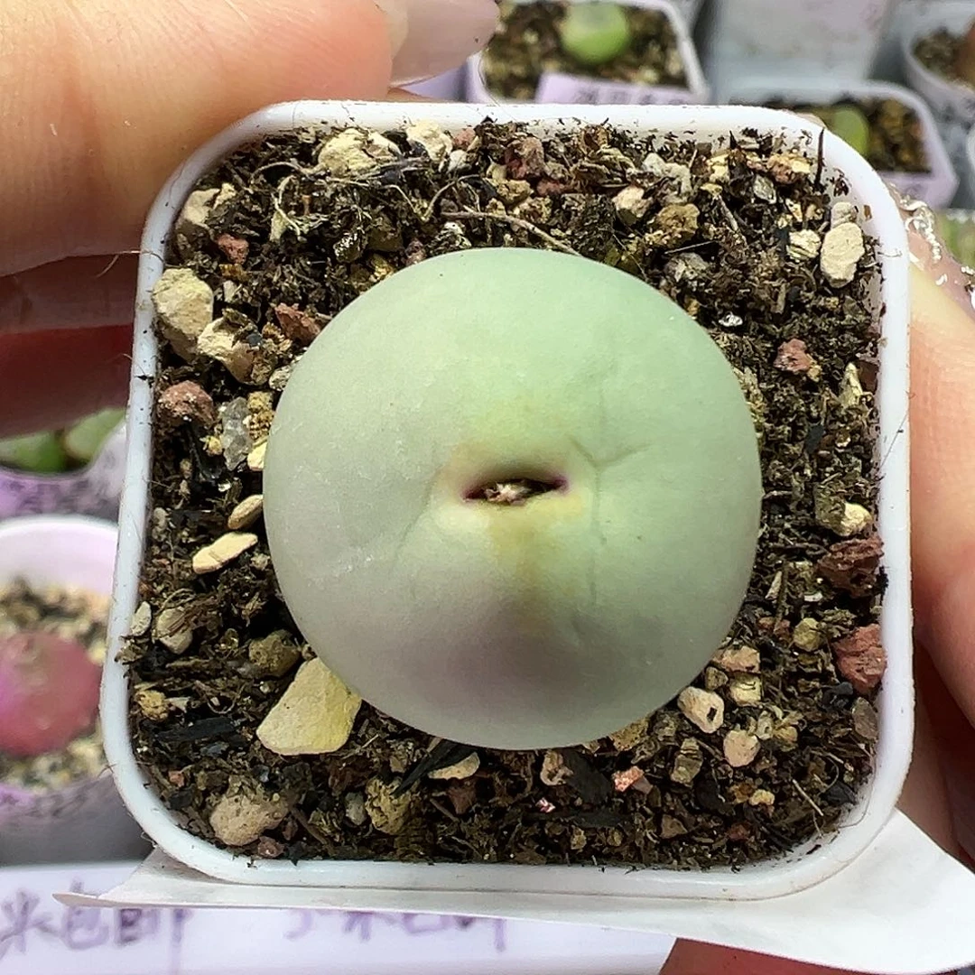 576鸽子蛋带盆土发货