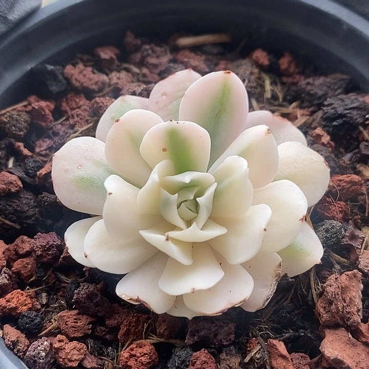 特玉莲复轮锦福利
