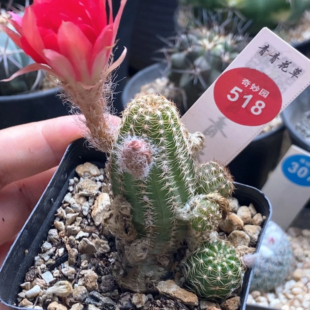 白檀群一颗仙人球