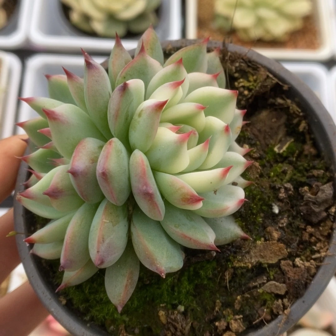 379锦锦锦锦锦锦锦锦锦