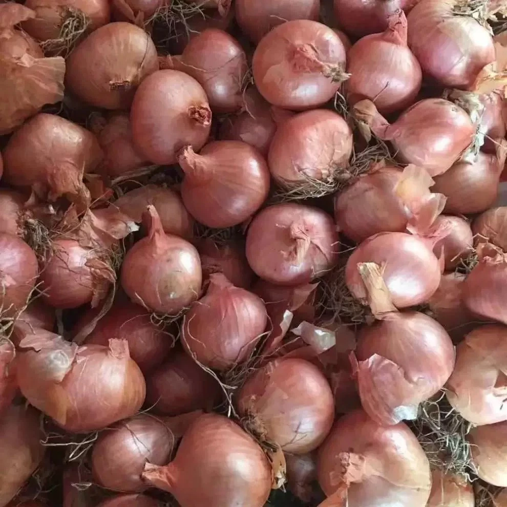 【秋果专属】东北纯本地小笨毛葱4.8斤-5斤[大小混发]