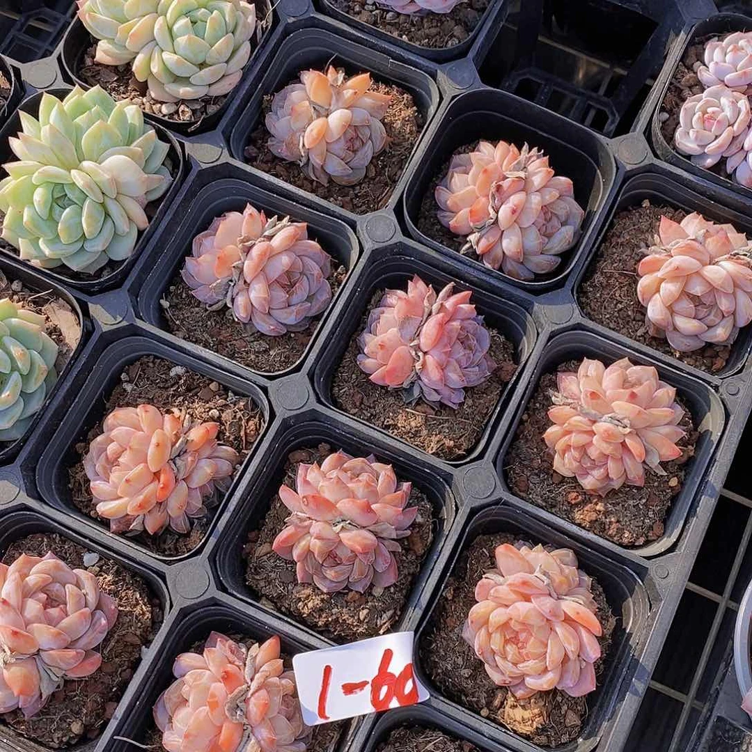 1-60 红钻小双头一颗量拍