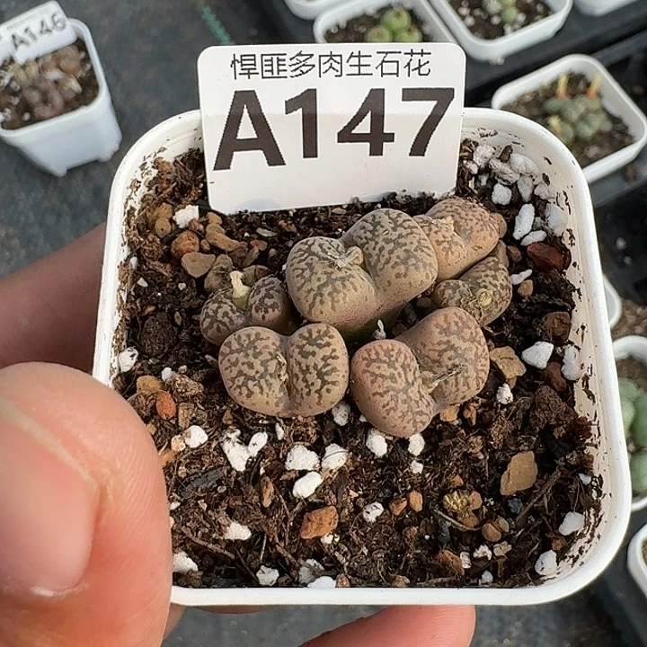 147多肉植物多肉植物