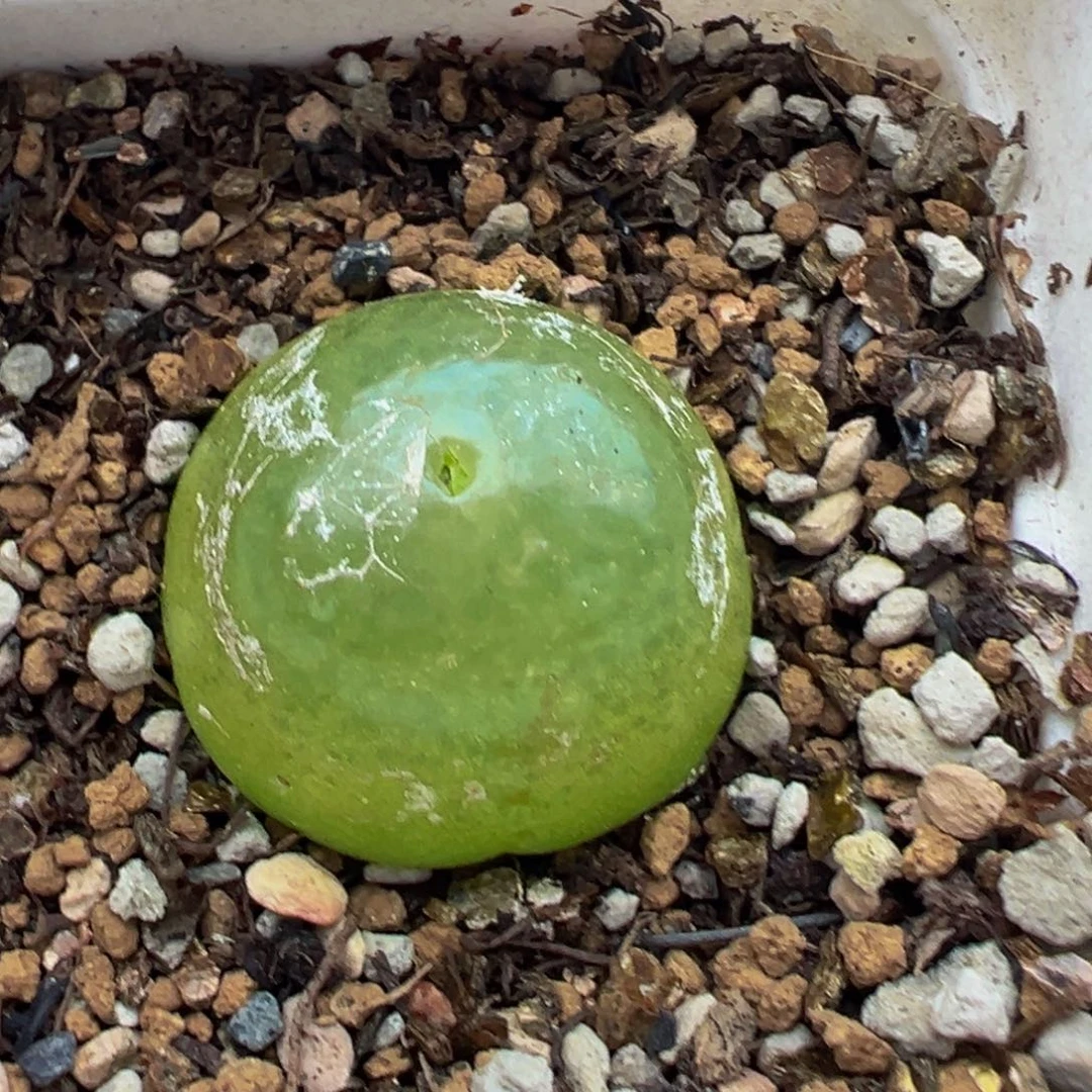 2厘米灯泡多肉植物