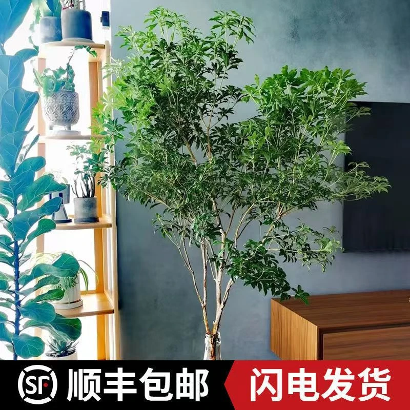 马醉木鲜切枝条室内绿植花卉日本吊钟树网红盆栽装饰