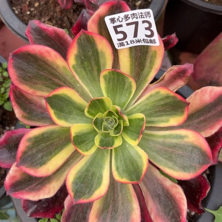 573魅影掌心多肉法师锦，我给您